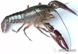 太瘋狂了 福州 寧波短短一周小龍蝦批發(fā)價(jià)跳漲50 武漢水產(chǎn)市場(chǎng)日銷活蝦40萬(wàn)斤,小龍蝦蹦向全國(guó)