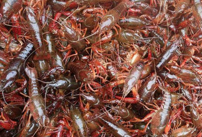 蔣師傅龍蝦調料廠家教您小龍蝦池塘的消毒步驟